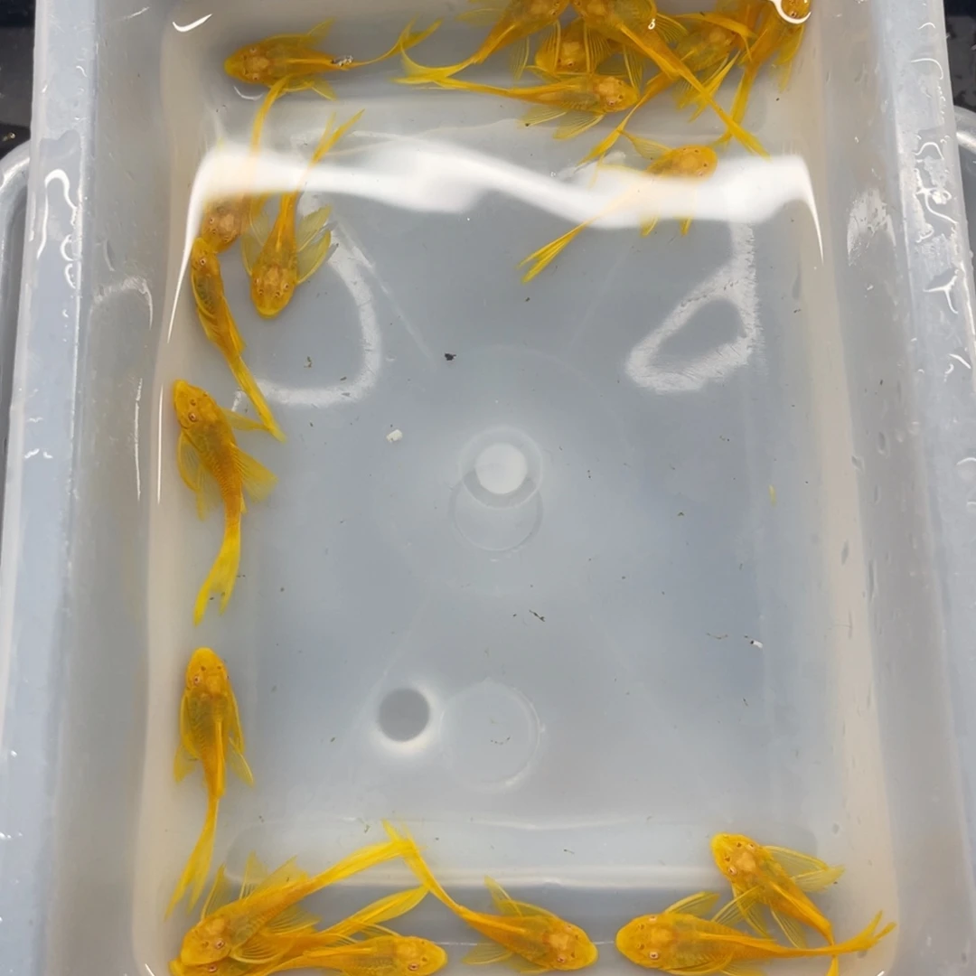 清道夫鱼24k帆20条开箱视频报损