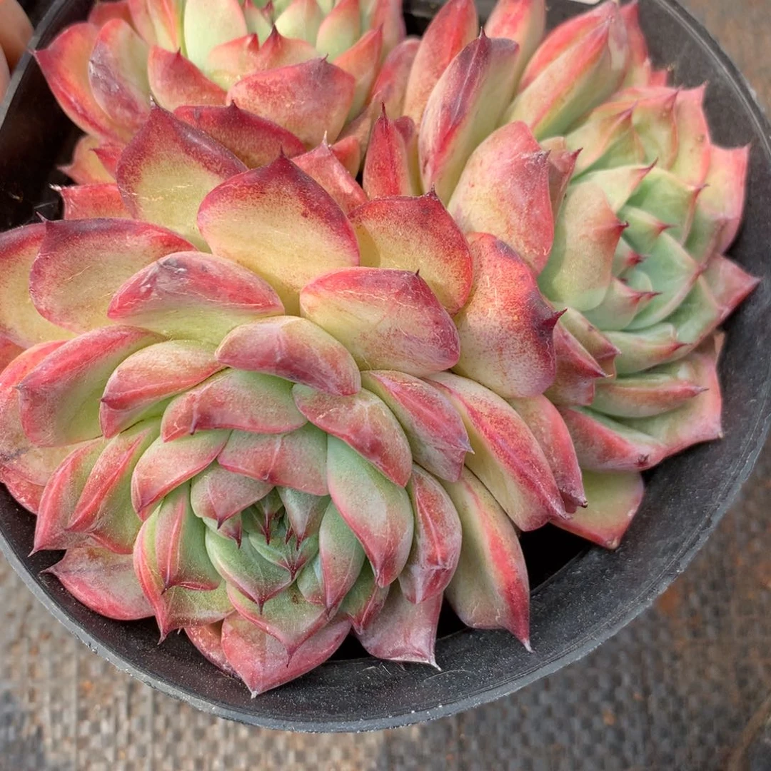 4791杂交精品基地11厘米