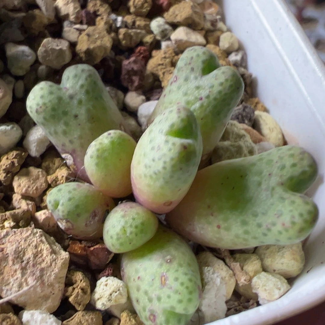 955d斑马母本一物一拍