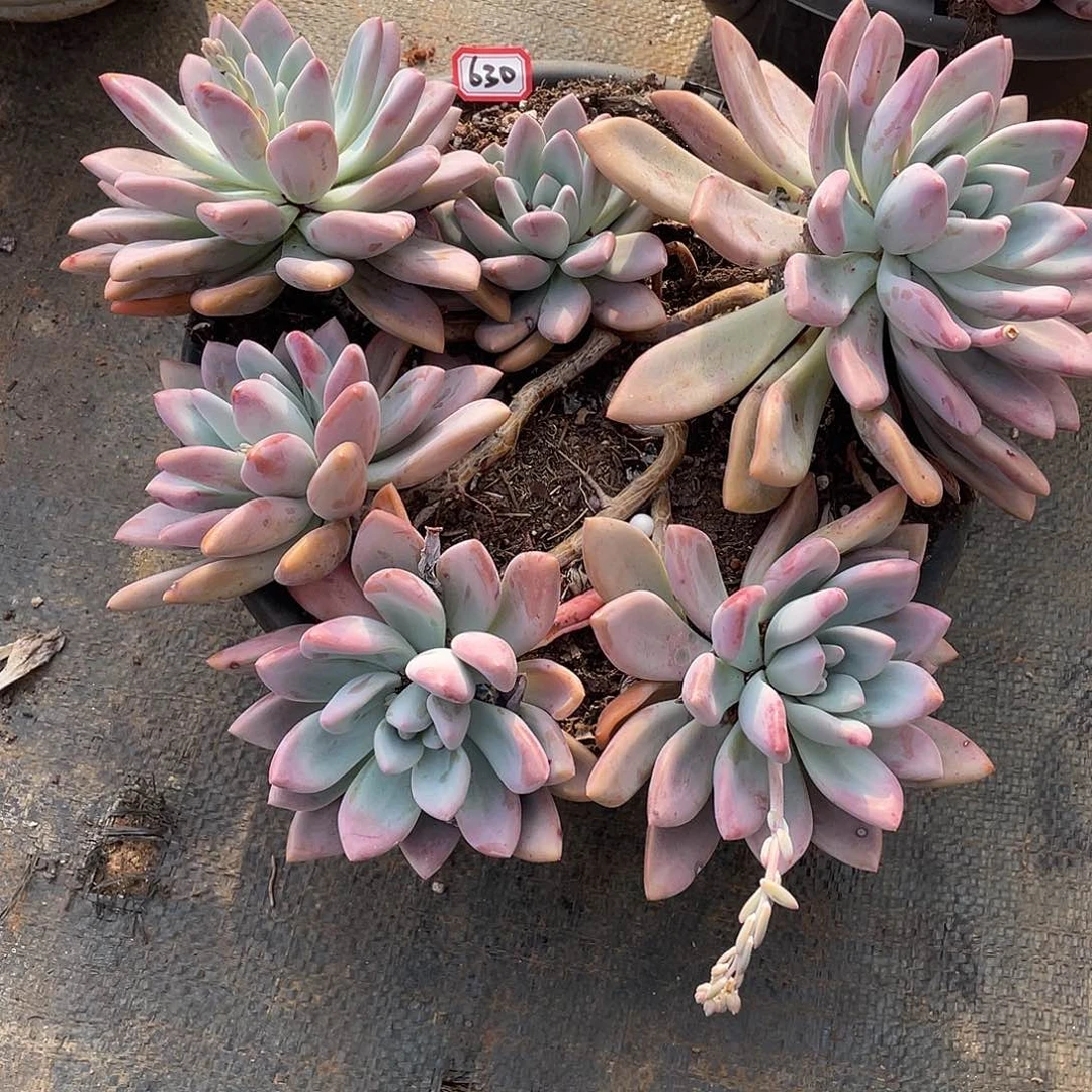 630奥普一物一拍多肉