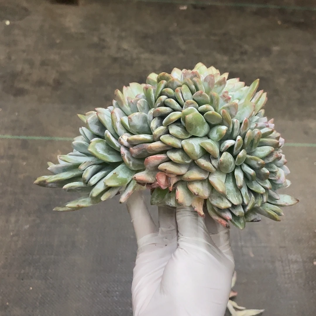 那***Z滴滴滴滴发货星影树