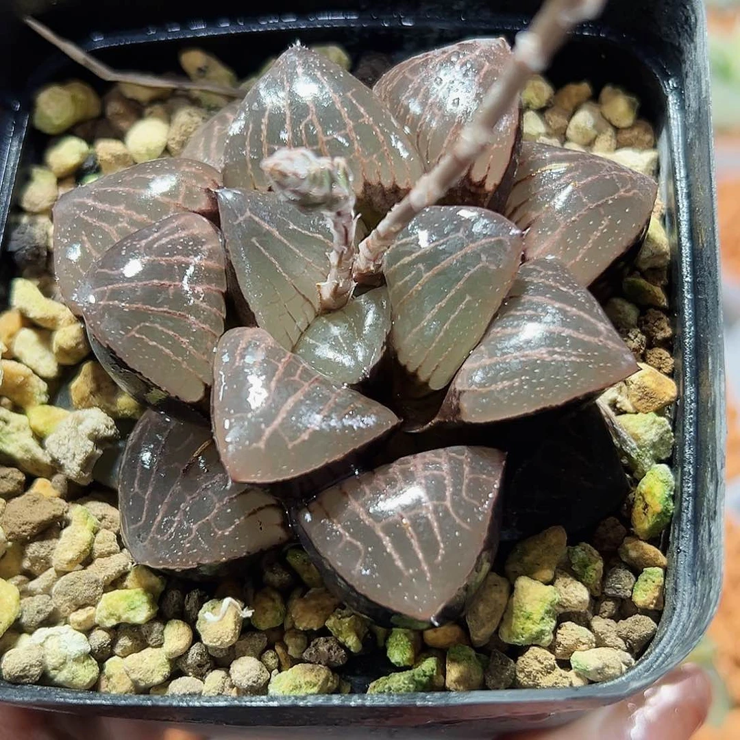 十二卷多肉日月潭
