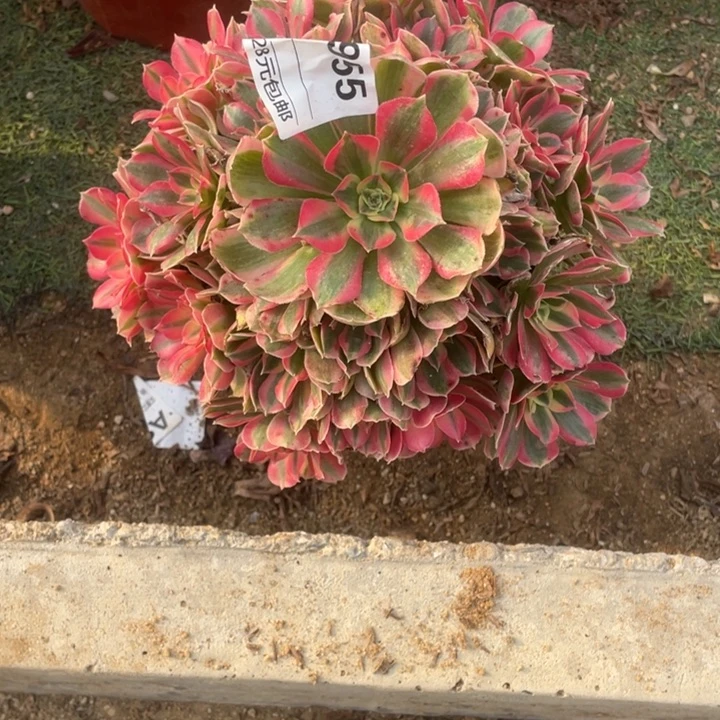 多肉植物妖月法师955