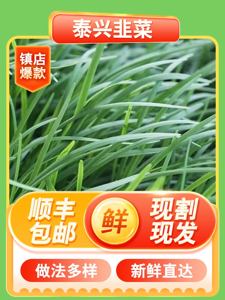 泰兴韭菜头茬鲜嫩现割农家自种现发新鲜时令蔬菜应季韭菜包邮顺丰