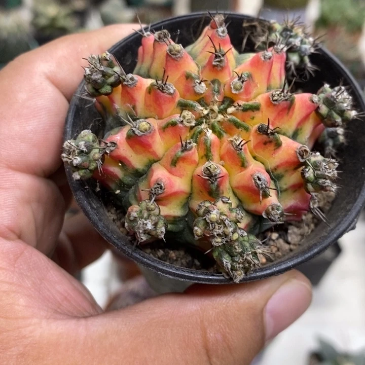 花蝴蝶牡丹锦特价