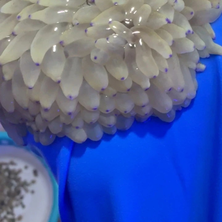 *****奶嘴海葵紫点白葵1111111