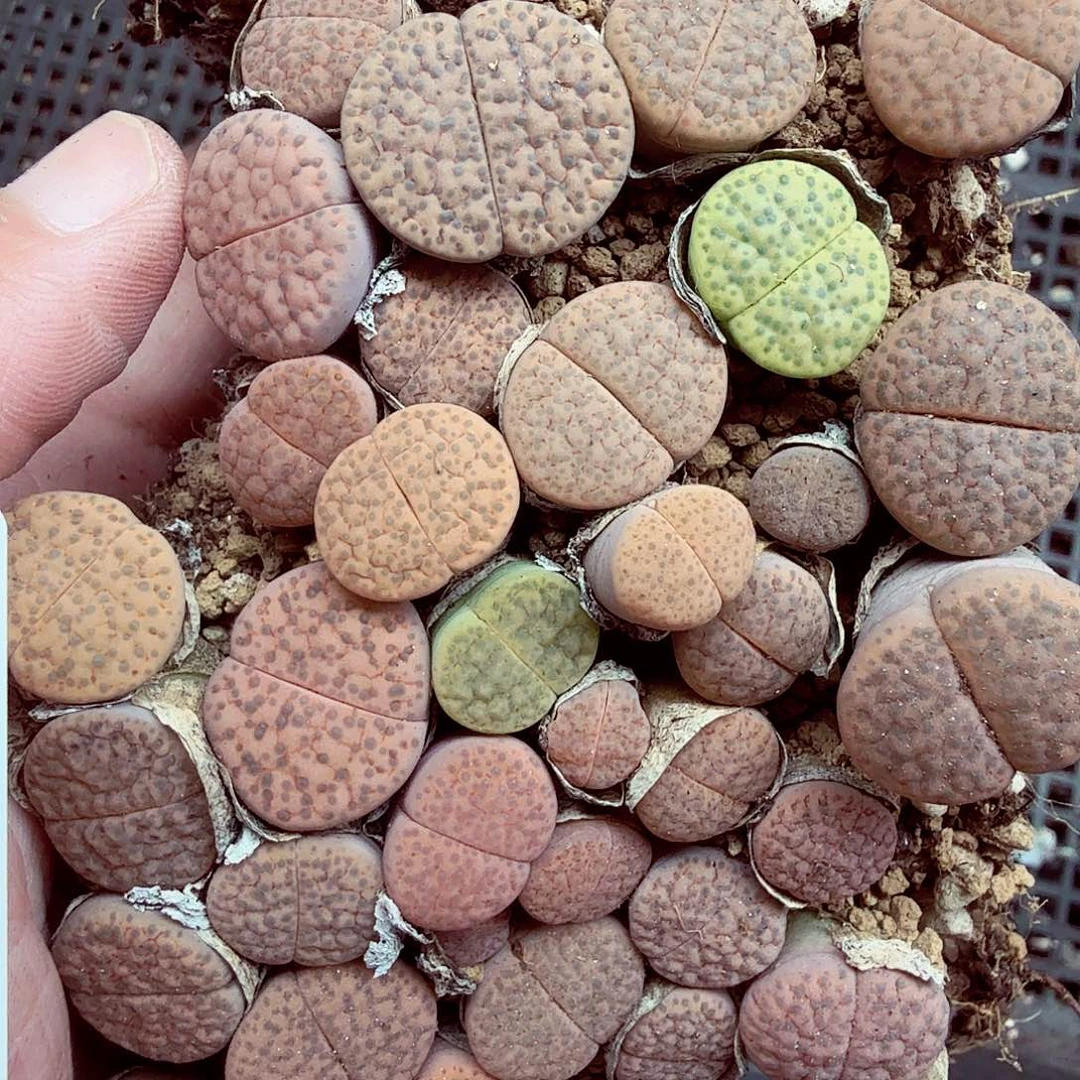 我想吃东西我自己来034