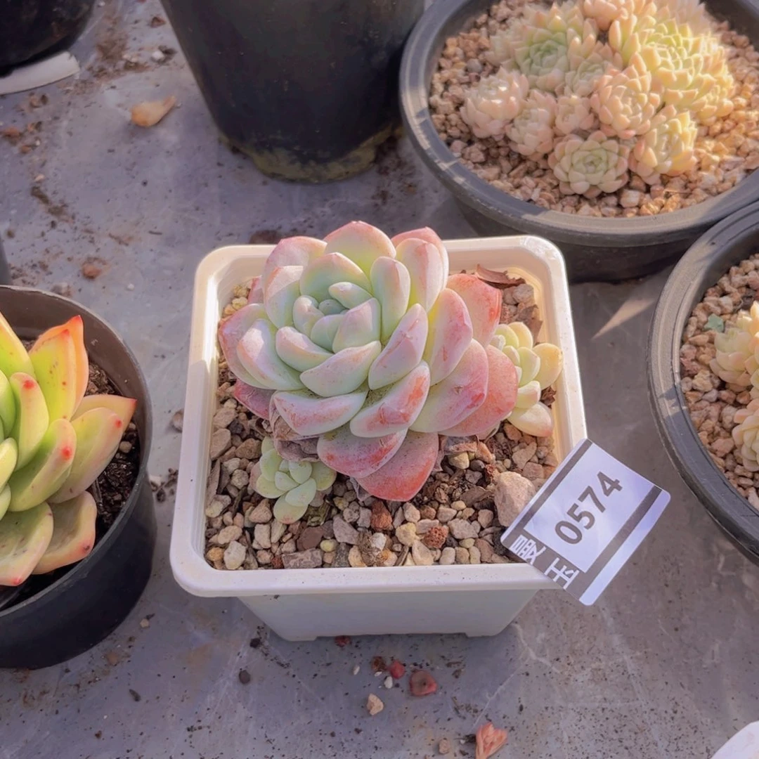 冰玉多肉植物0574