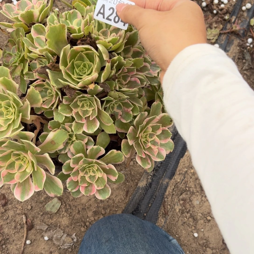 284多肉植物捧花的时候