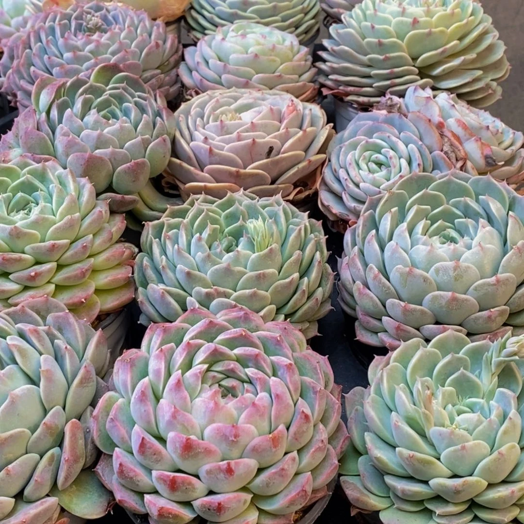 481多肉植物保护研究所所长助理研究员