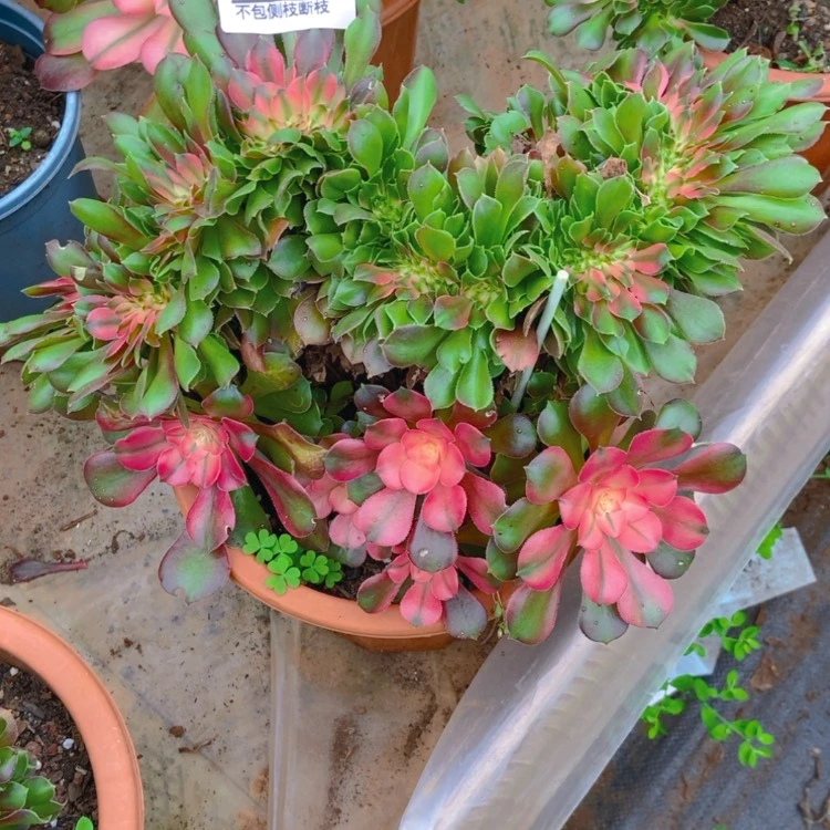 【闪购商品】不****叔994香妃高锦多肉