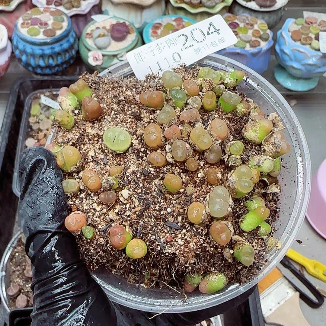 生石花满18包邮1110-204