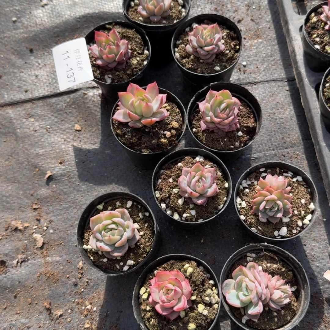 褪锦玫瑰十棵量拍不带盘11-137