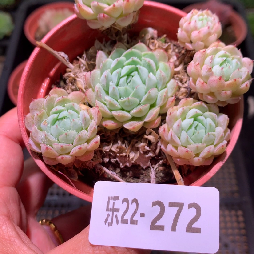 乐然22-272 羊脂球