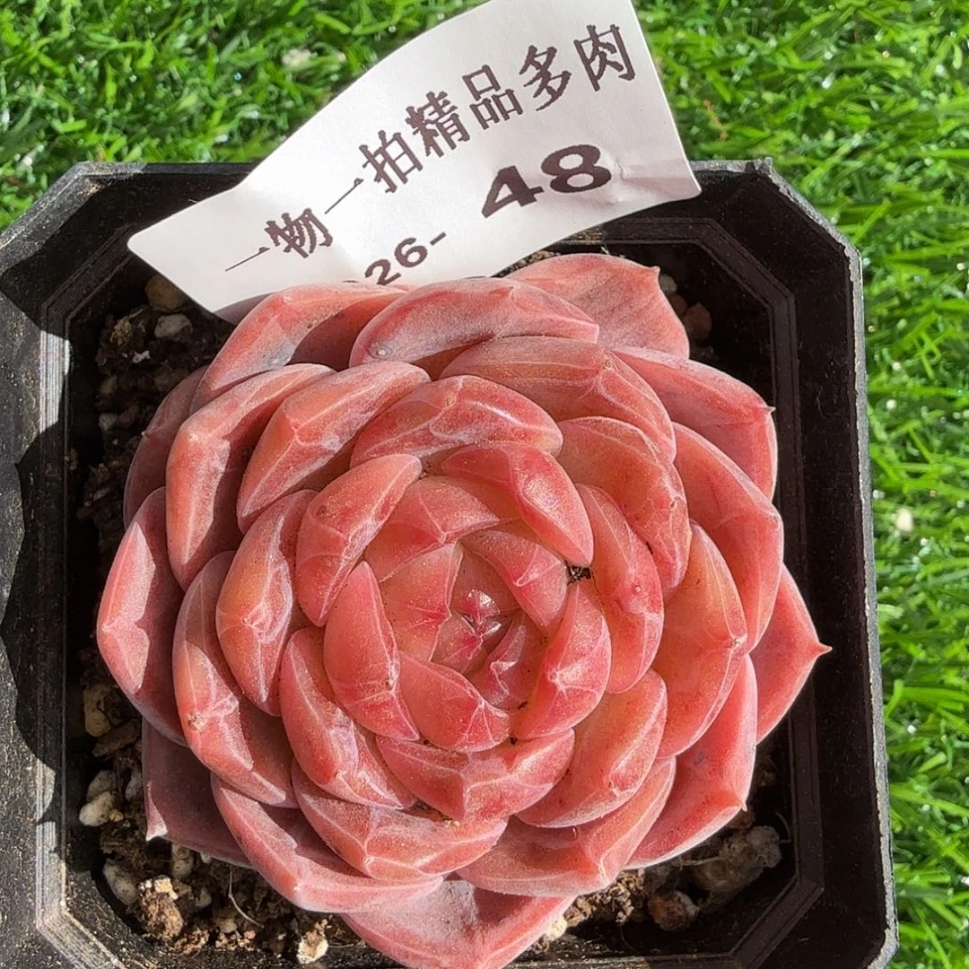 2026-48多肉一物一拍