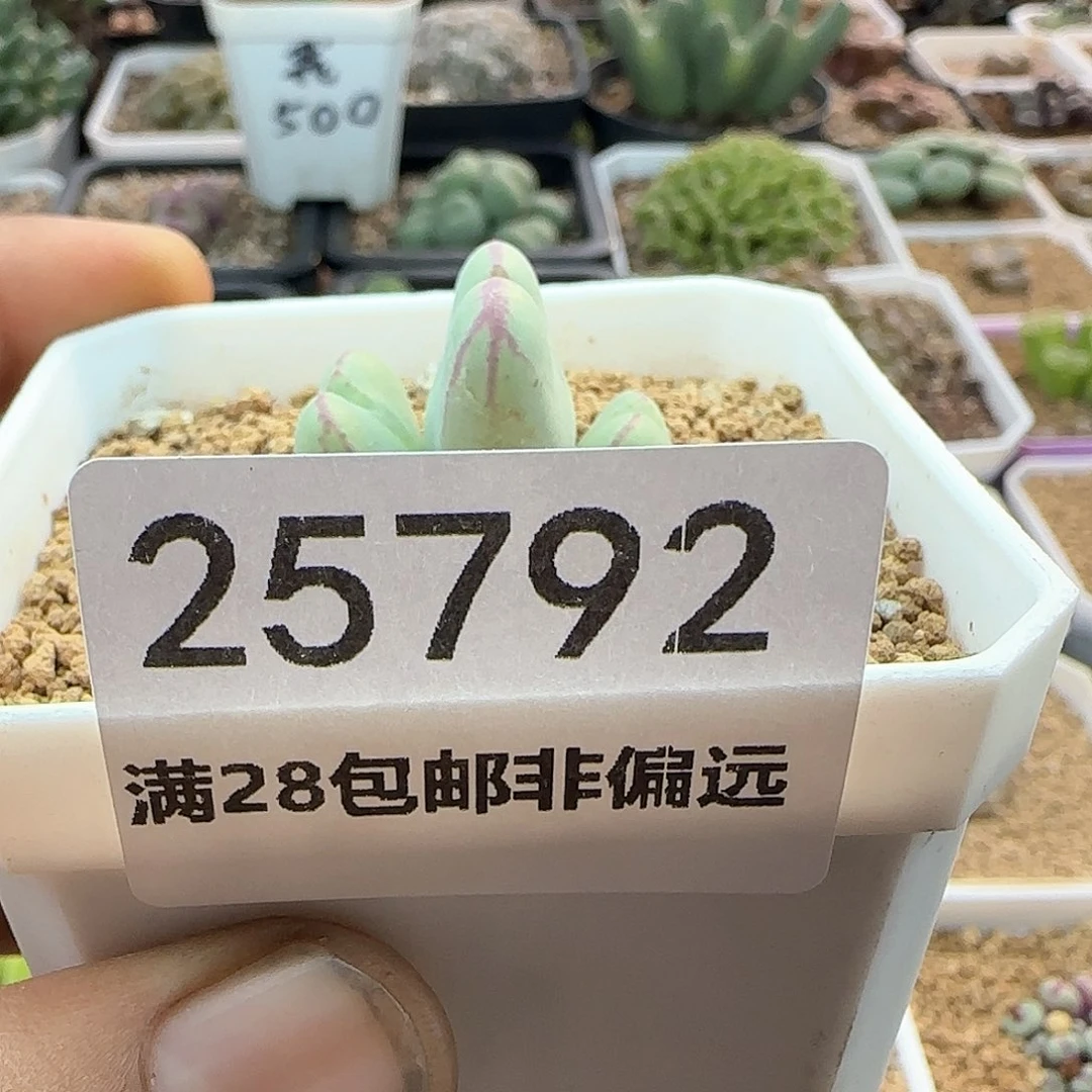 卿*脱土发货28包邮25792