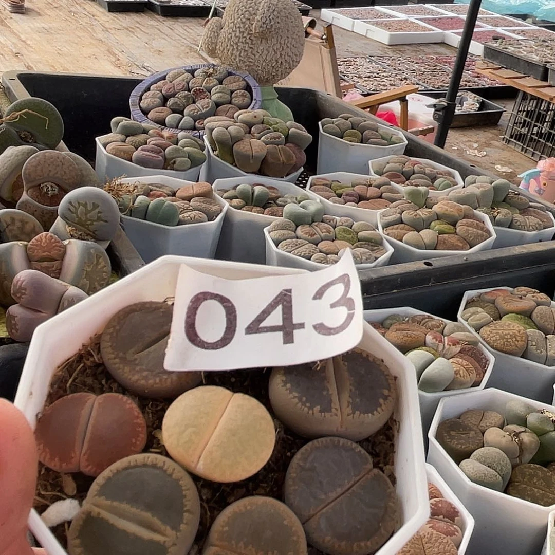 阳****4生石花一盒0043