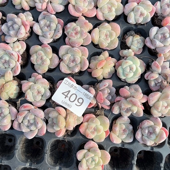 美***呦409 号到手1框一物一拍