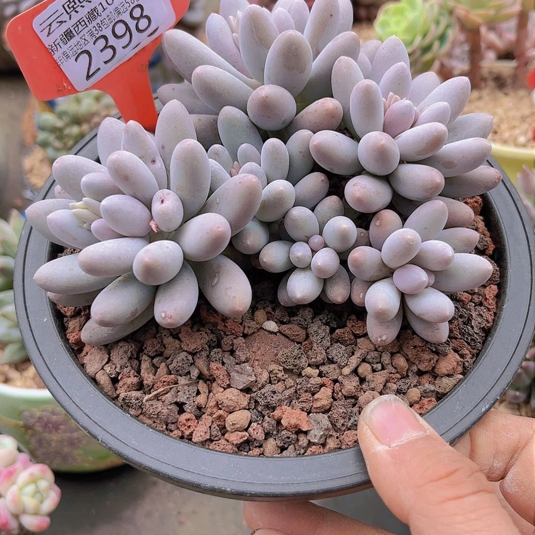 2398汤圆。