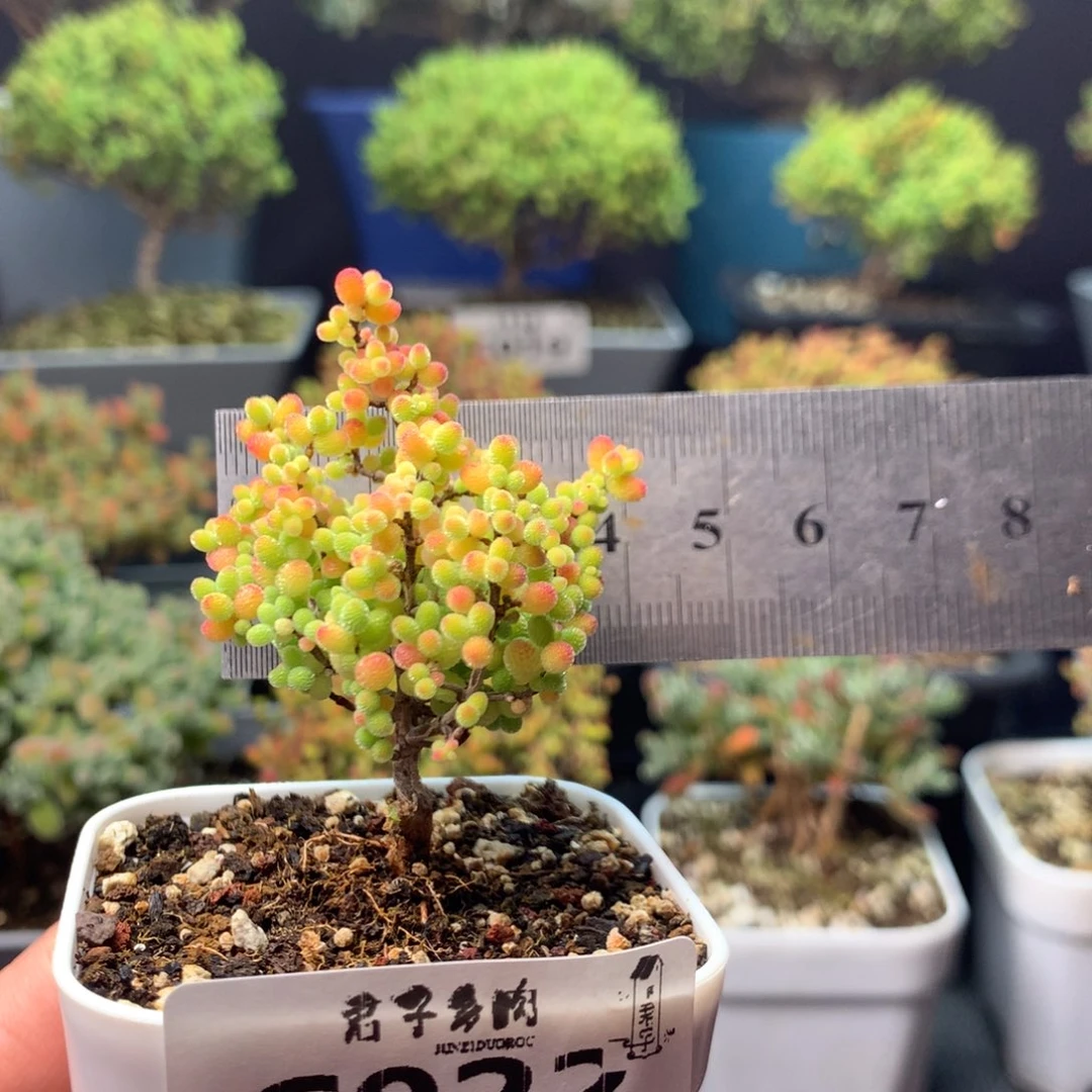 022蜜橘糖球