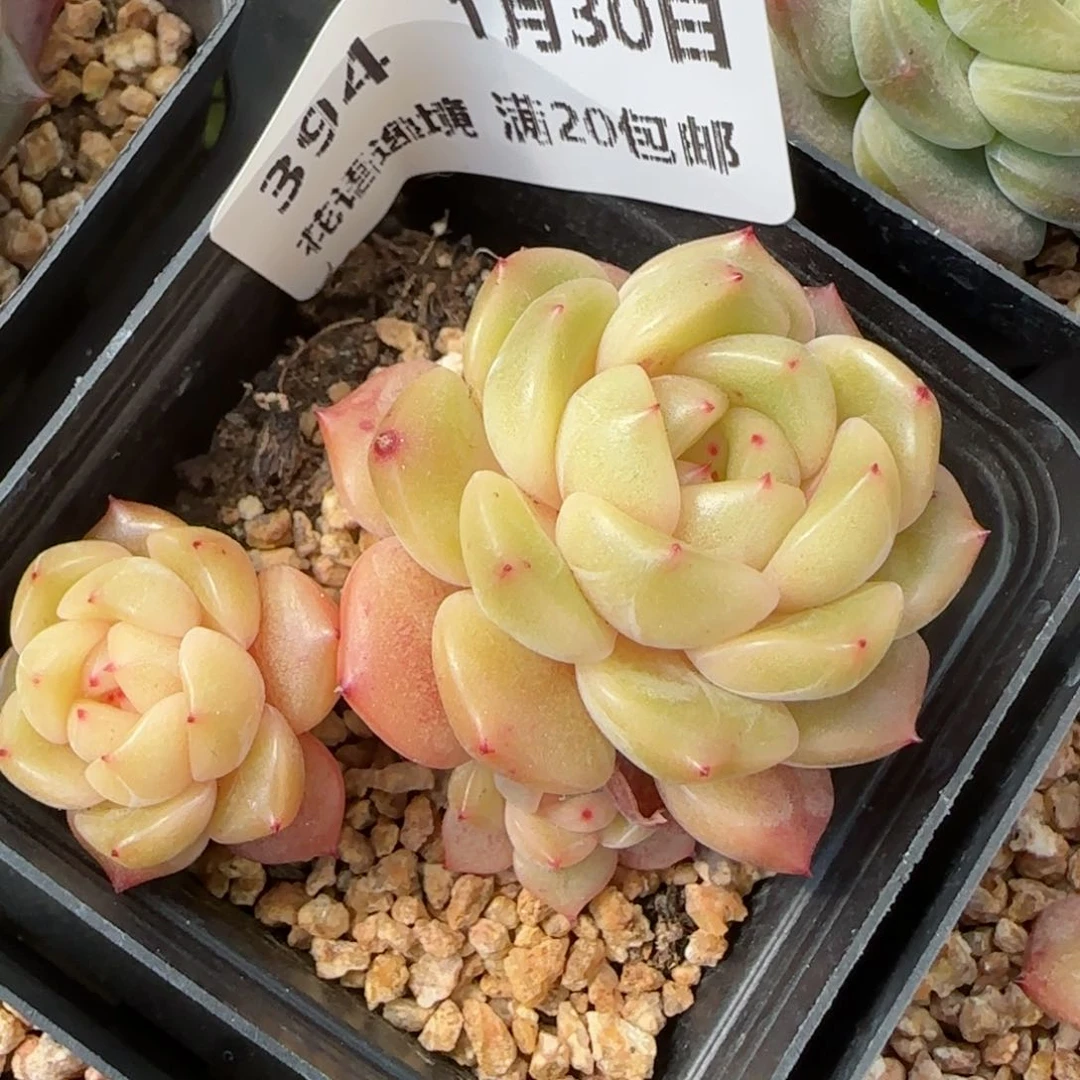 花语逸镜0130-394