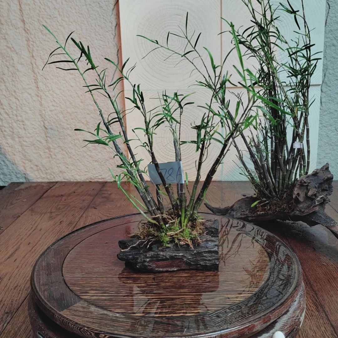 全部花朵786姬竹叶花卉