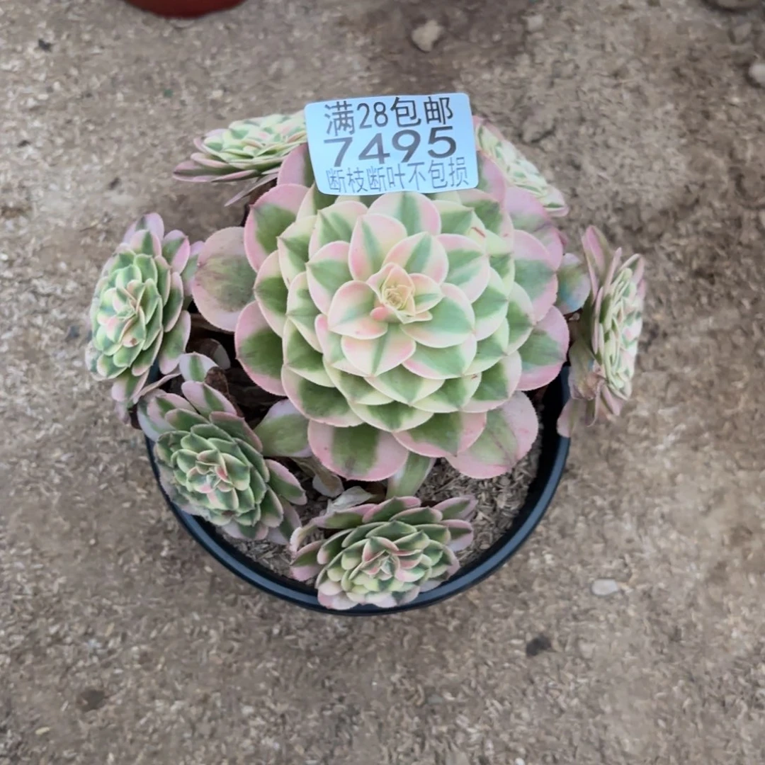 R. 7494荔枝多肉。ade