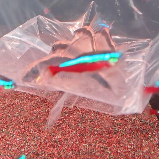 工具鱼印尼安鼠四厘米，一只中通包邮