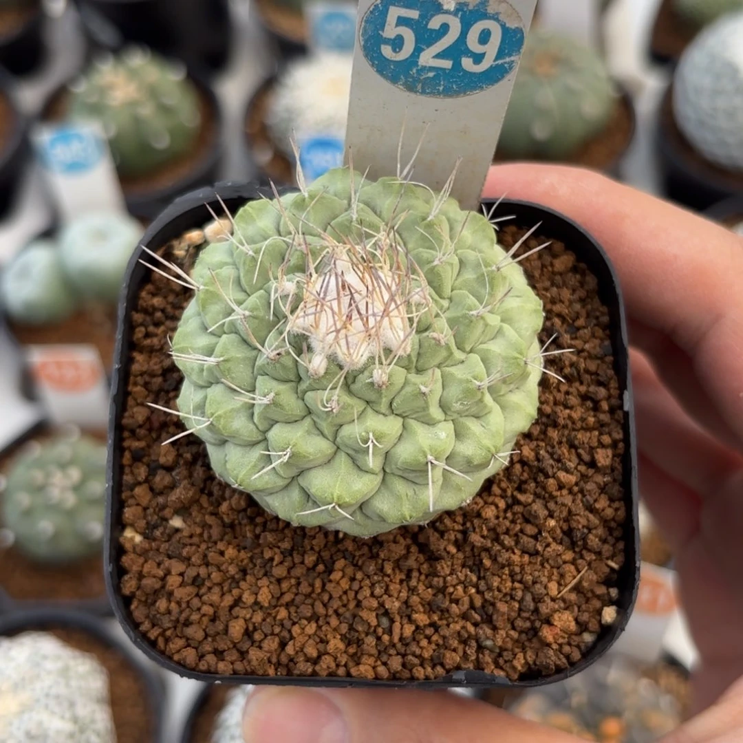 529实生菊水带盆带土发货