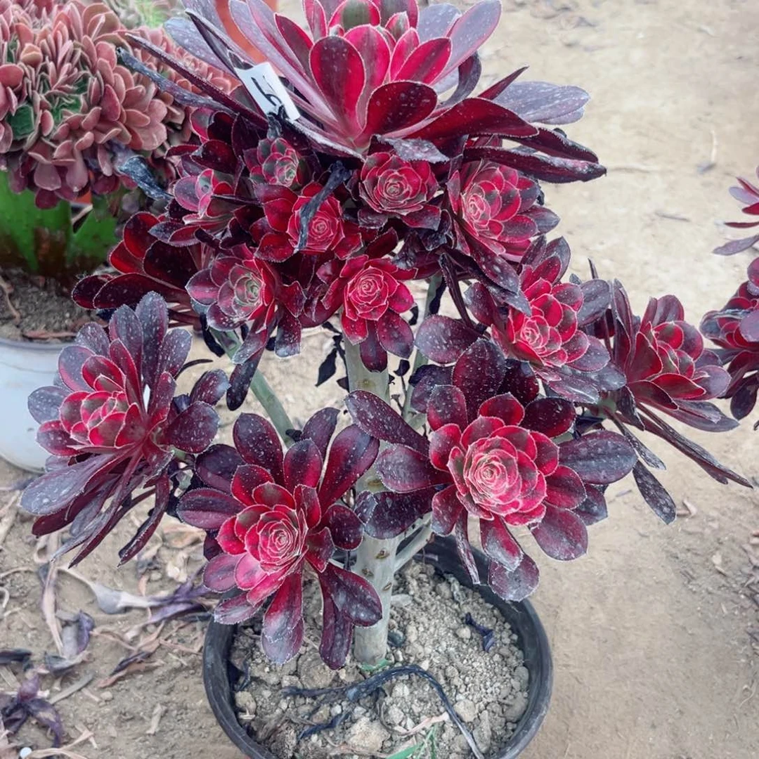 64丽娜宽锦多肉植物