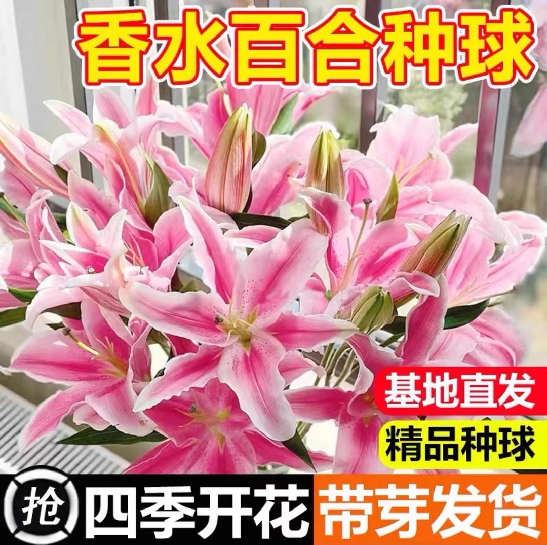 【带芽发货】超新品百合种球易成活四季播庭院阳台盆栽植物耐寒花种