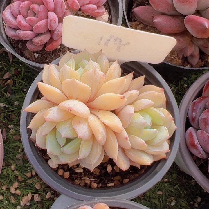 健健康康平平安安