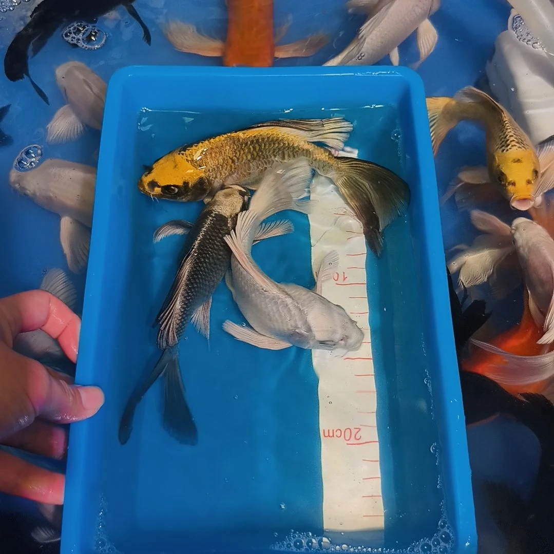 蝴蝶鲤鱼蝴蝶鲤3天