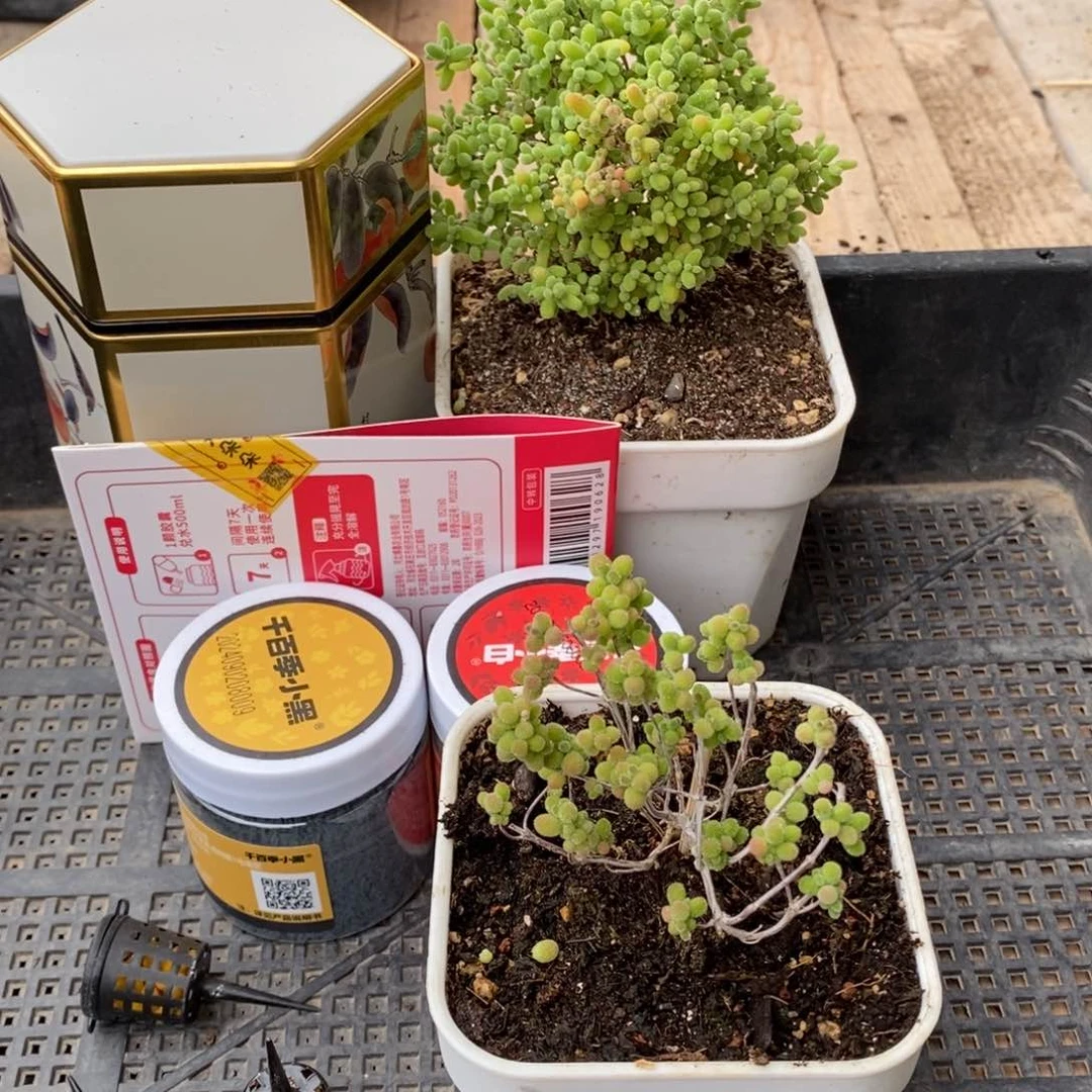 枝干番杏多肉植物230