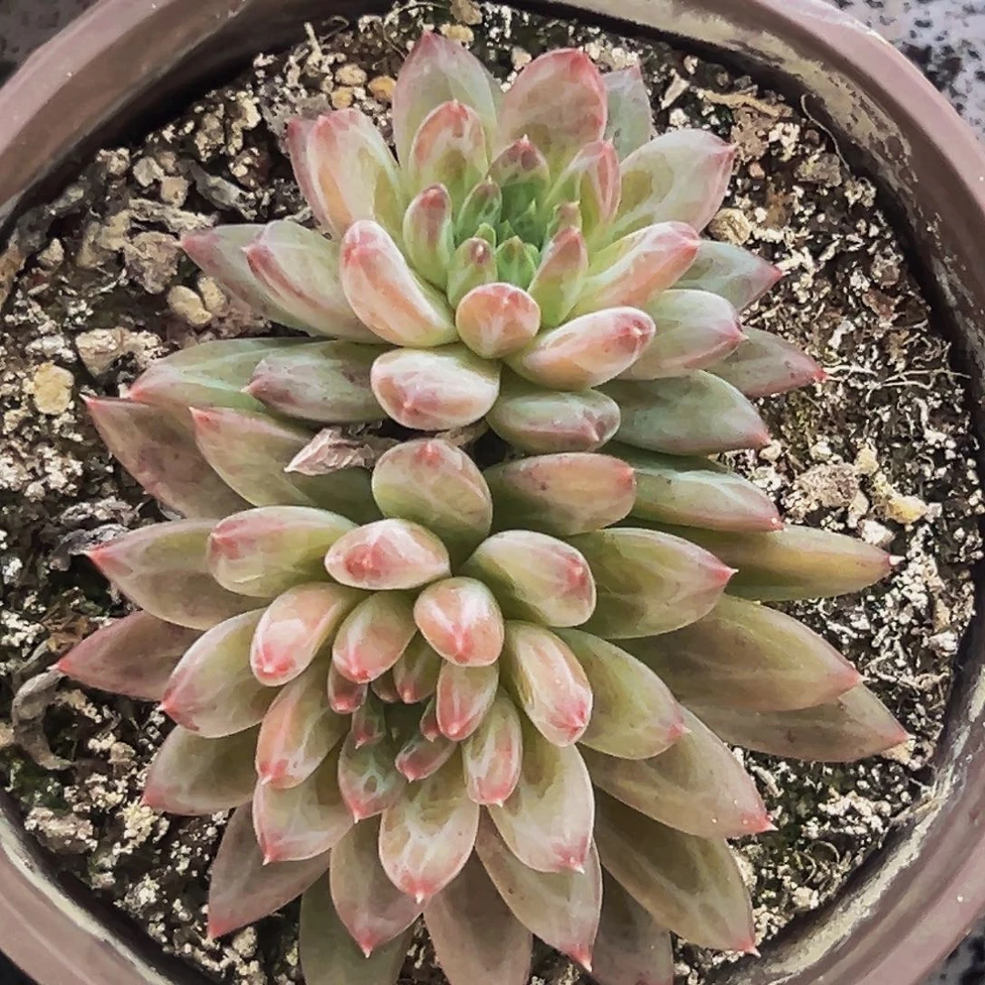 桔云多肉美人精品系列