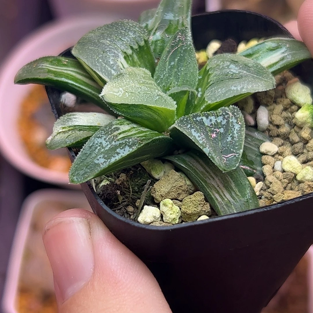 蓝光锦十二卷多肉植物