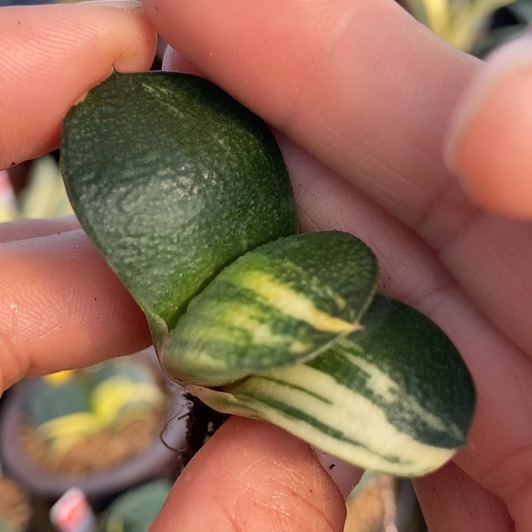 云***汉435卧牛实生锦带盆发货