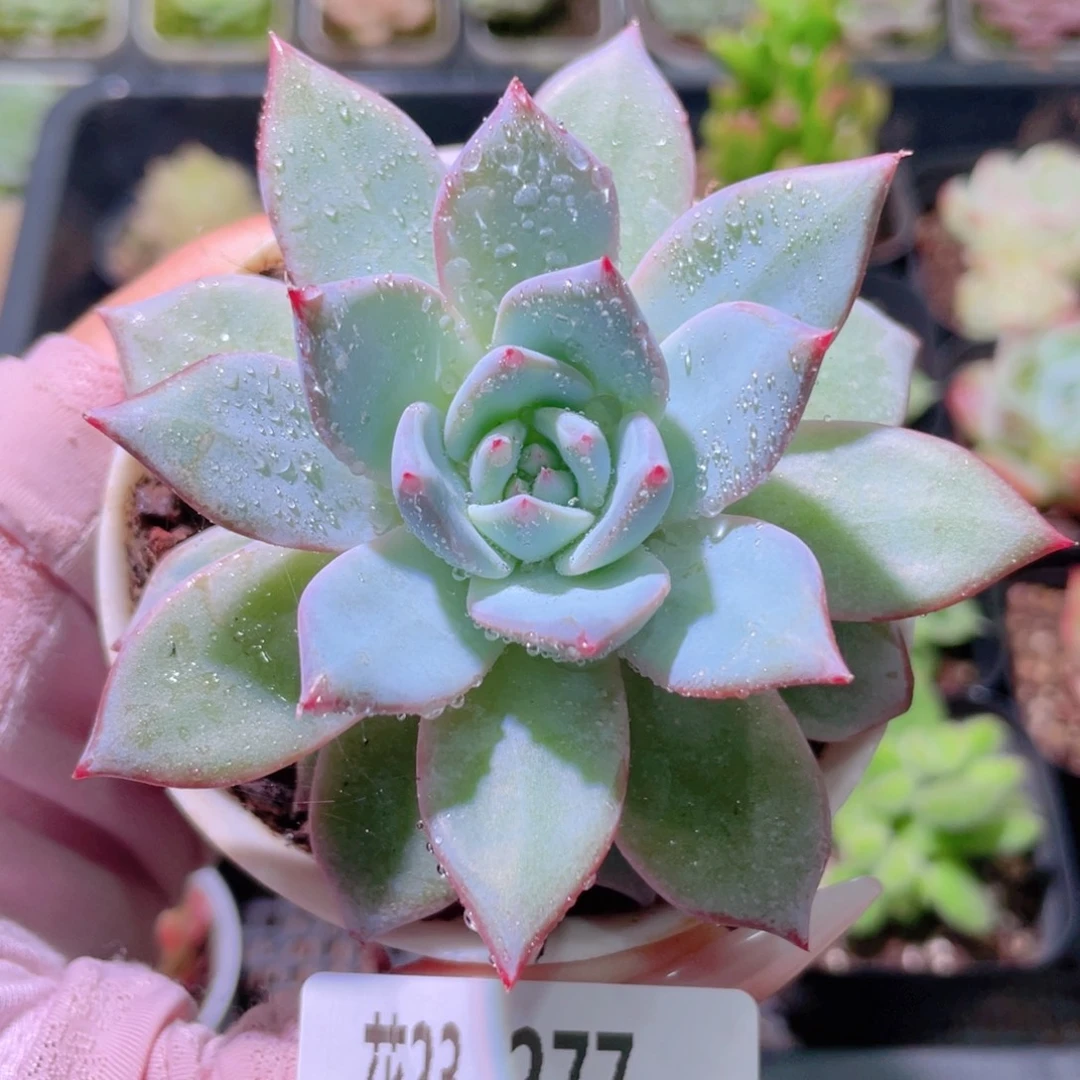 花利美23-277粉蓝鸟
