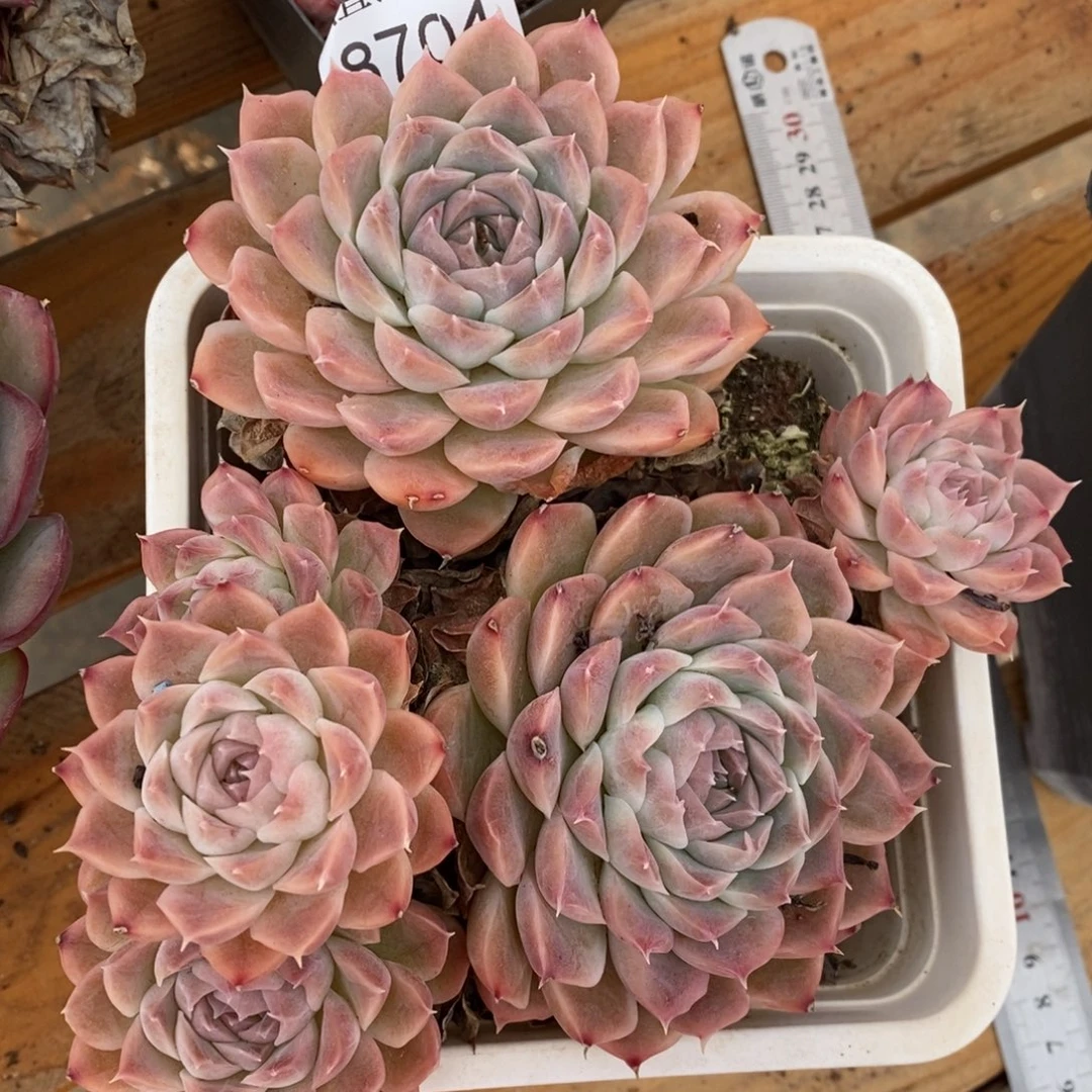 ****思不包整散掉头8704~15厘米