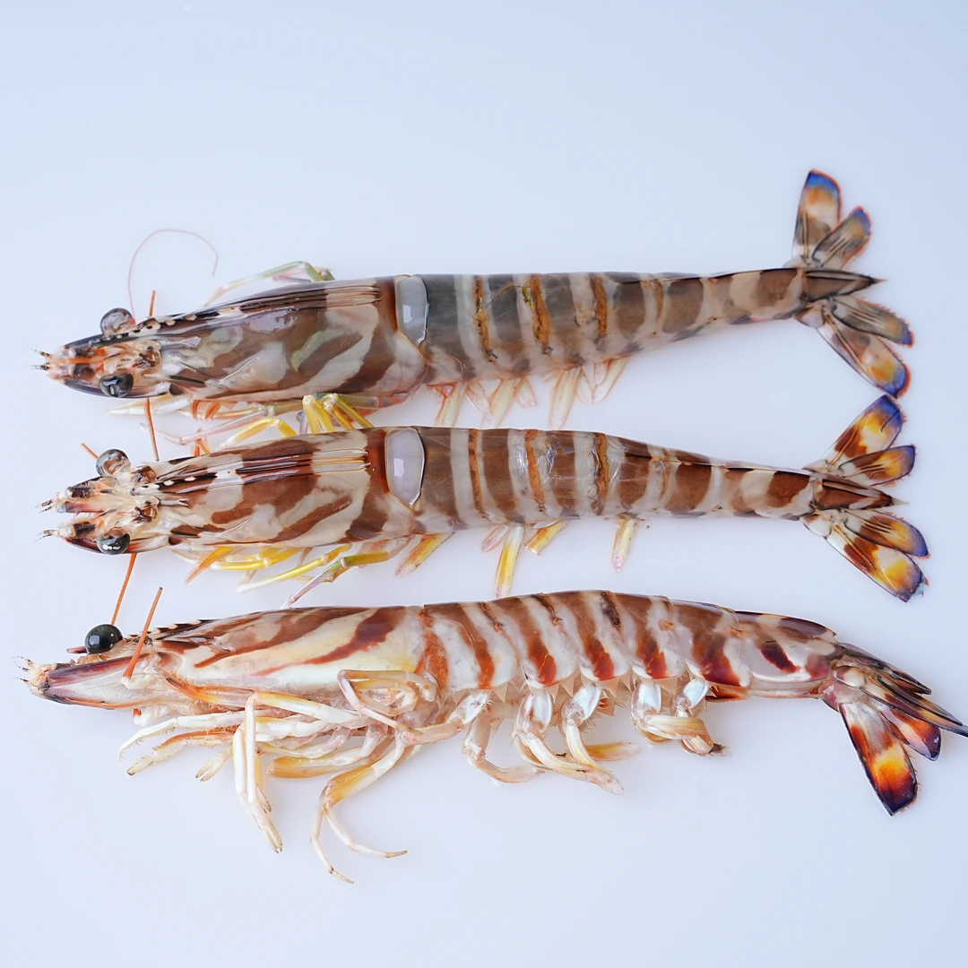 【睡着次九节虾】【断头微断头软壳】 福建省内可拍保鲜不活