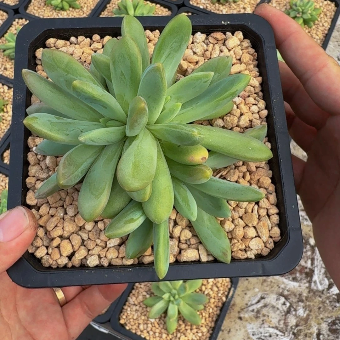 朵唯奇 群生 一物一拍