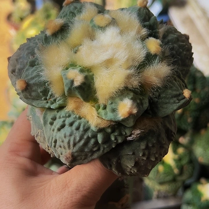 无花朵福利蓝白大尤怒涛牡丹910（11）