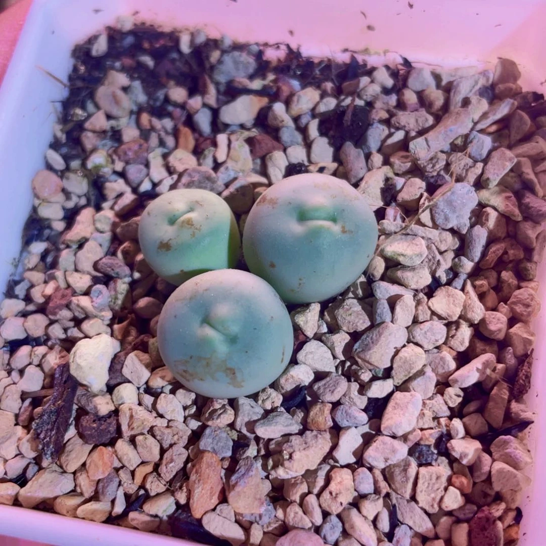 比特嘴植物一物一拍