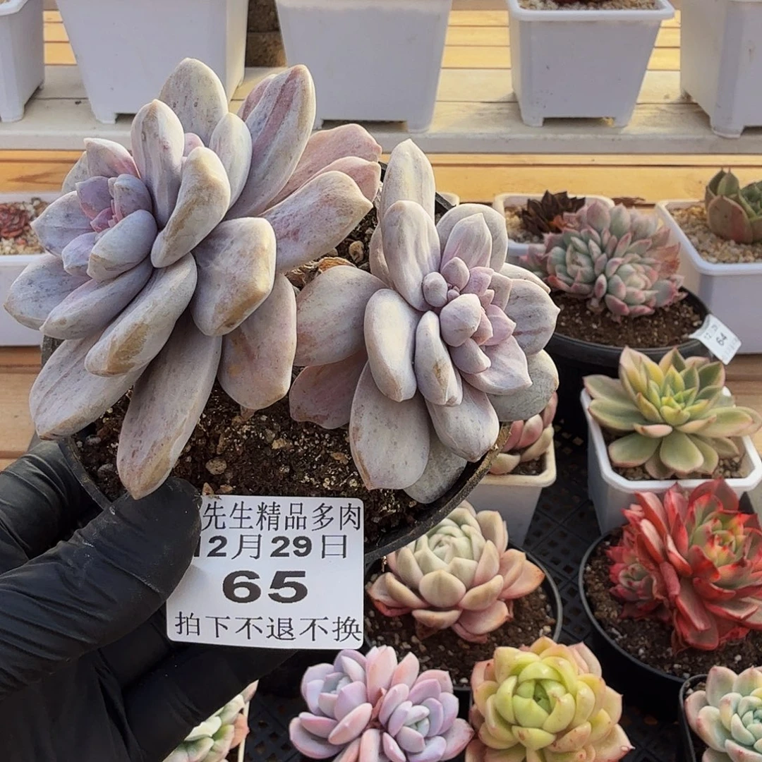 1229-65银色热潮双头