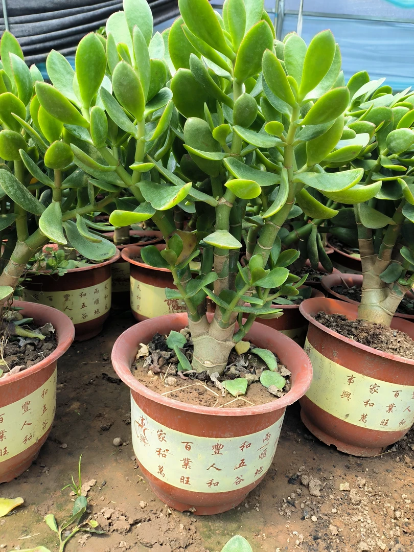 【精品】玉树盆栽红边大叶玉树老桩玉树室内花卉绿植阳台