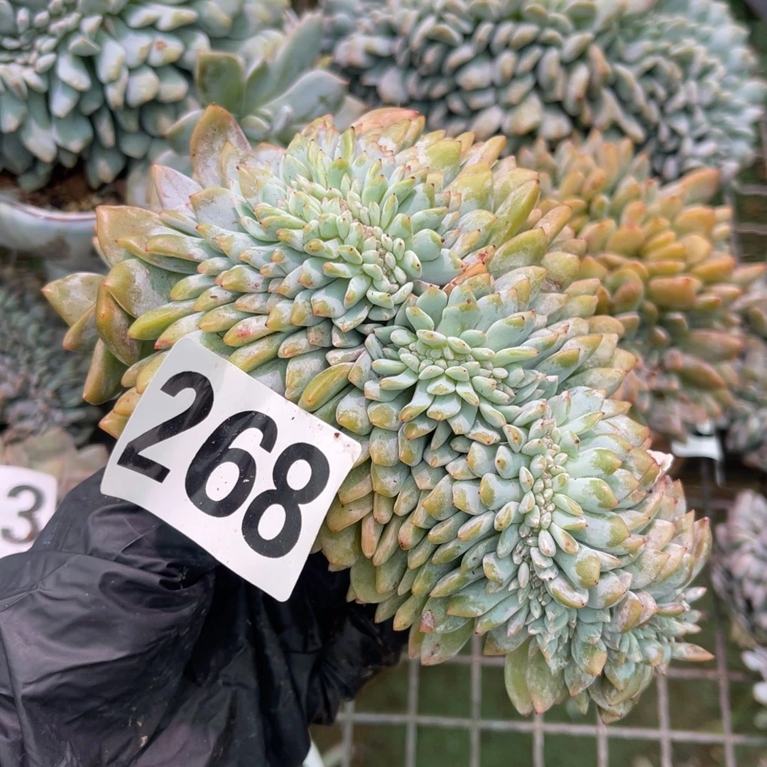 268号118888999889999