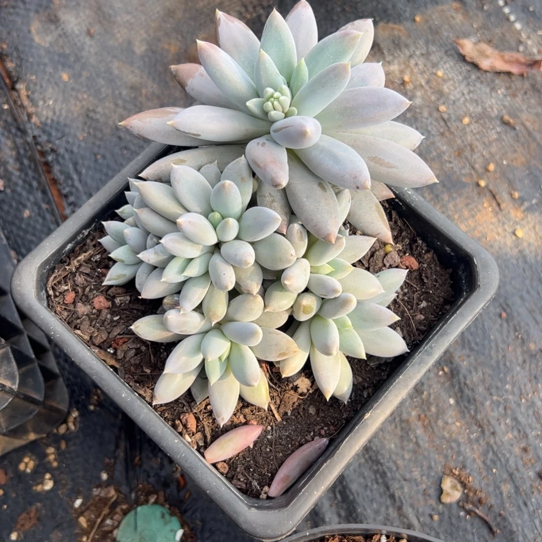 多肉多头哥特【非偏远满18包邮】