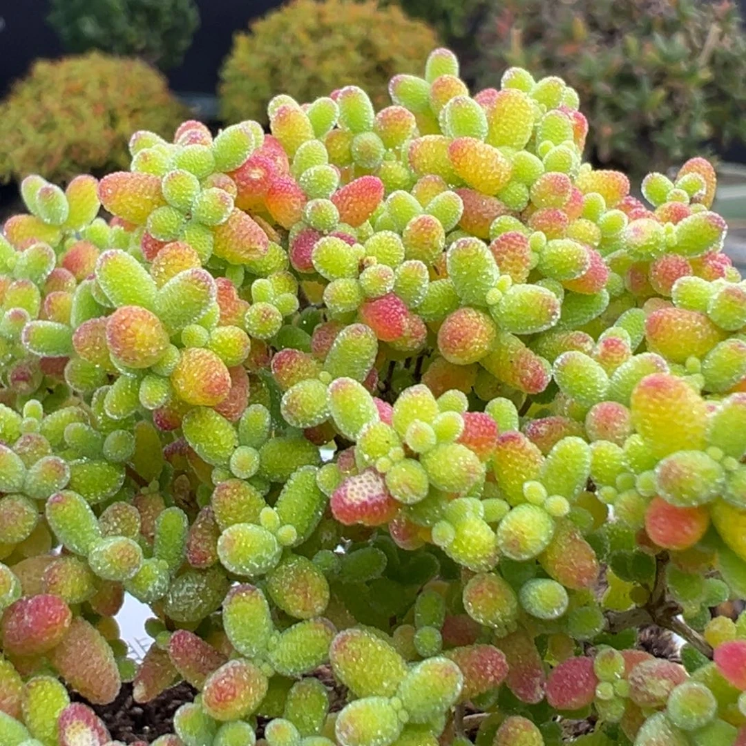 dy3646精控蜜橘糖球冠幅7cm