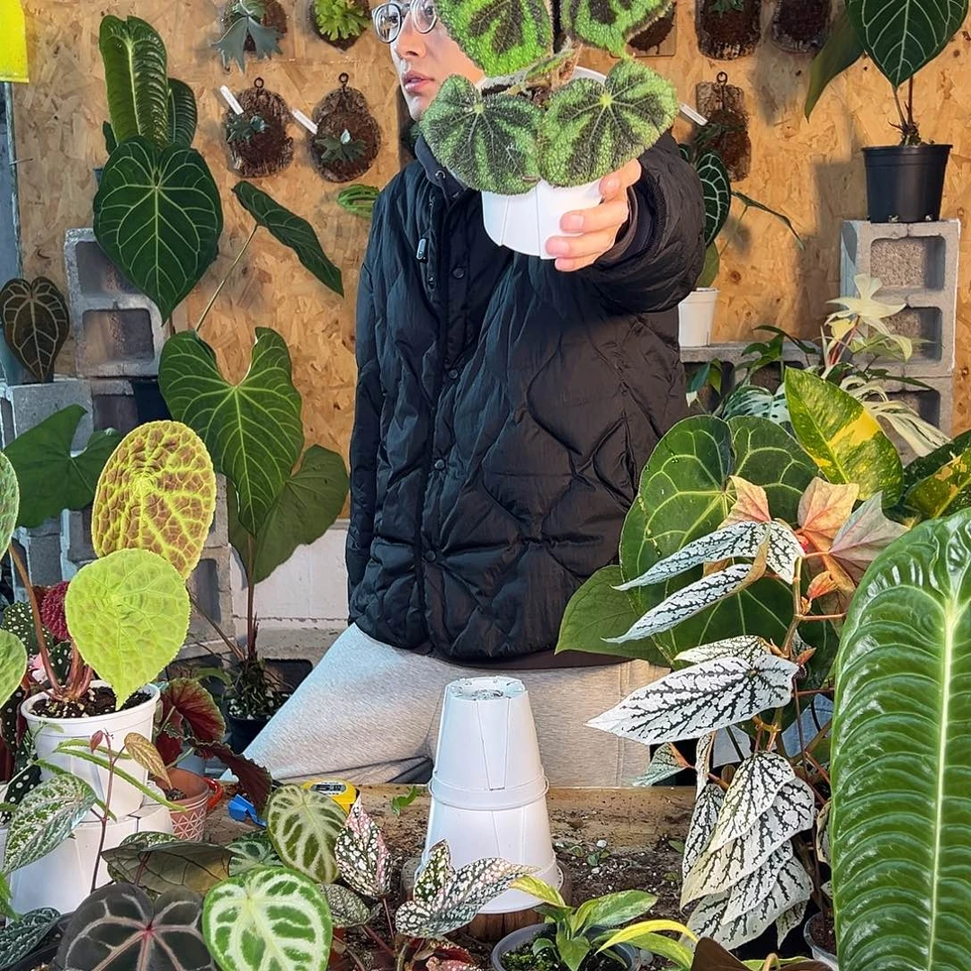 完全开放B13秋海棠