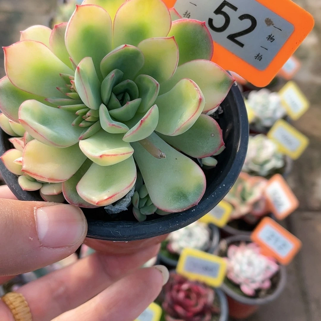 【闪购商品】52号的